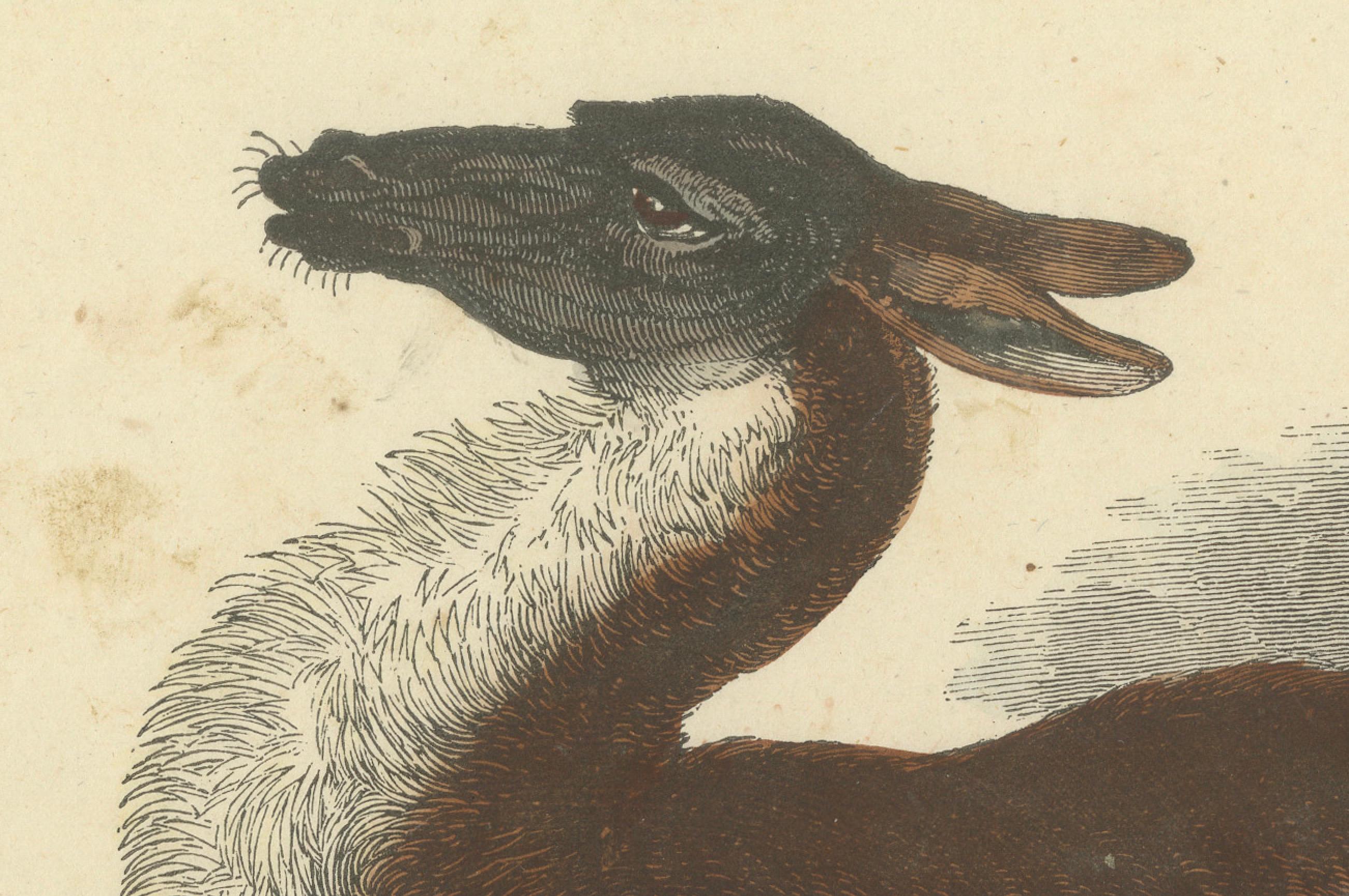 Titel: Das gemeine Lama - Handkolorierter zoologischer Druck, CIRCA 1840  

Beschreibung: Diese bezaubernde handkolorierte Lithografie mit dem Titel 