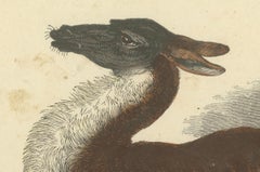 Das gemeine Lama (Common Llama) - Hand-Colored Zoological Print, Circa 1840