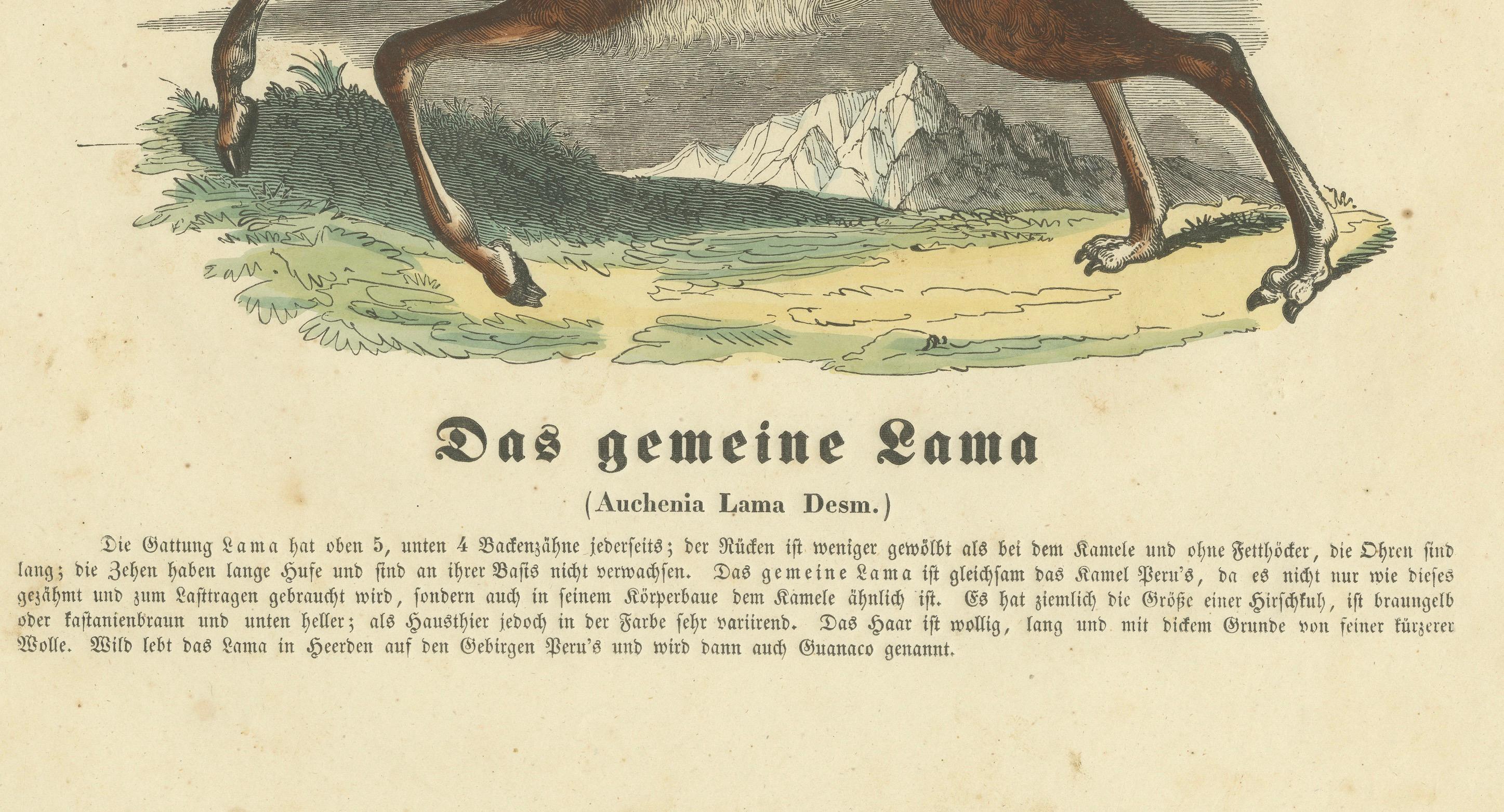 Das gemeine Lama (Common Llama) – handkolorierter Zoologischer Druck, um 1840 im Zustand „Gut“ im Angebot in Langweer, NL