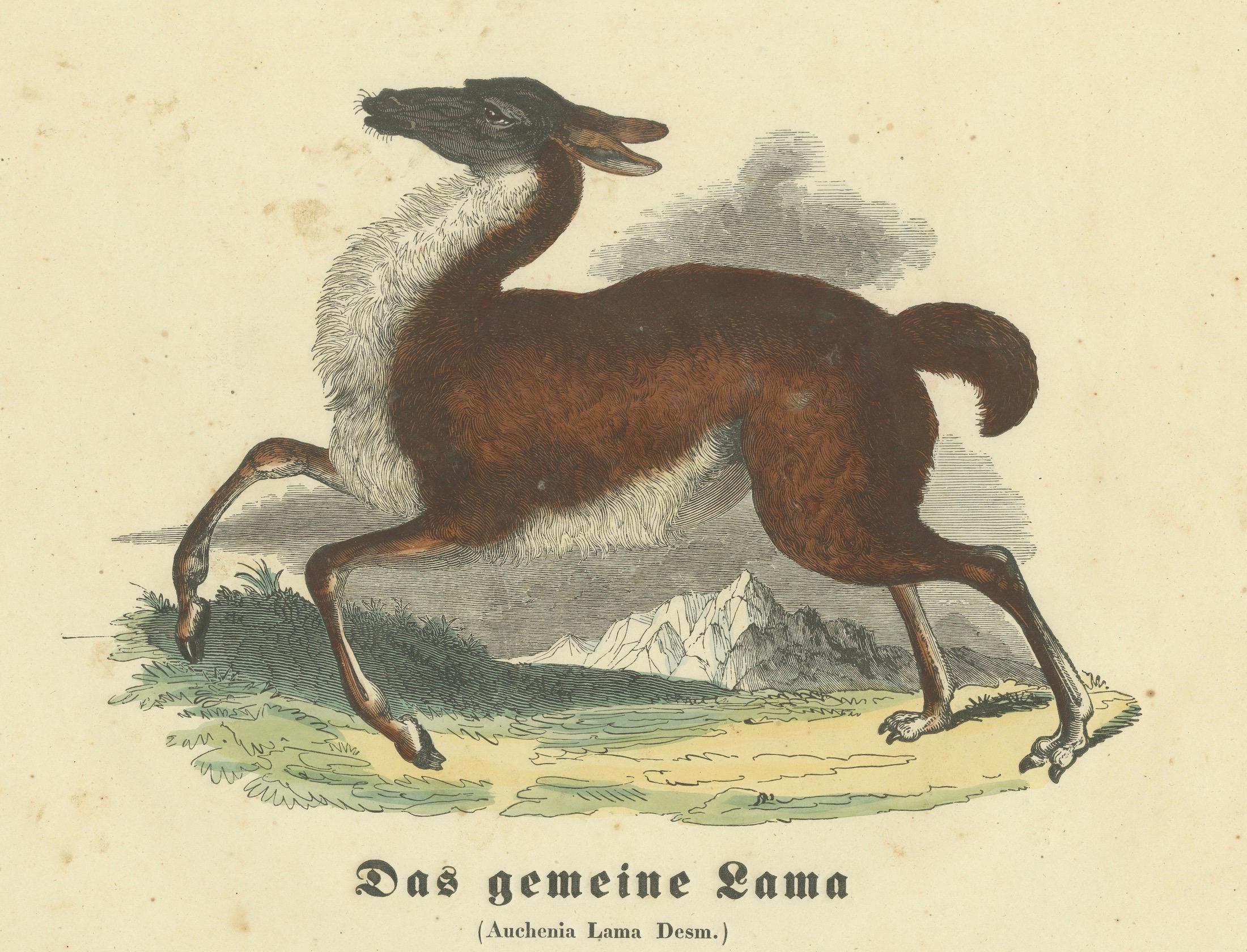Das gemeine Lama (Common Llama) – handkolorierter Zoologischer Druck, um 1840 (Mittleres 19. Jahrhundert) im Angebot