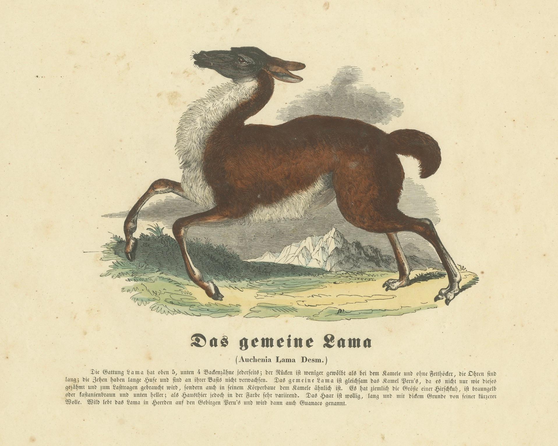 Das gemeine Lama (Common Llama) – handkolorierter Zoologischer Druck, um 1840 (Papier) im Angebot
