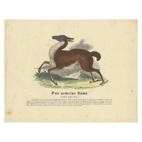 Das gemeine Lama (Common Llama) - Hand-Colored Zoological Print, Circa 1840