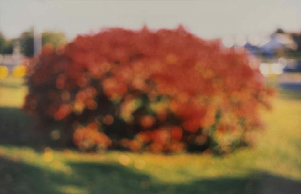 Red Bush, Marshfield