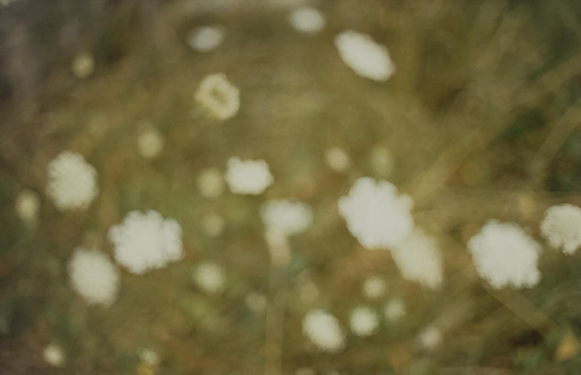 David Armstrong Abstract Photograph – Wildblumen, Bovina