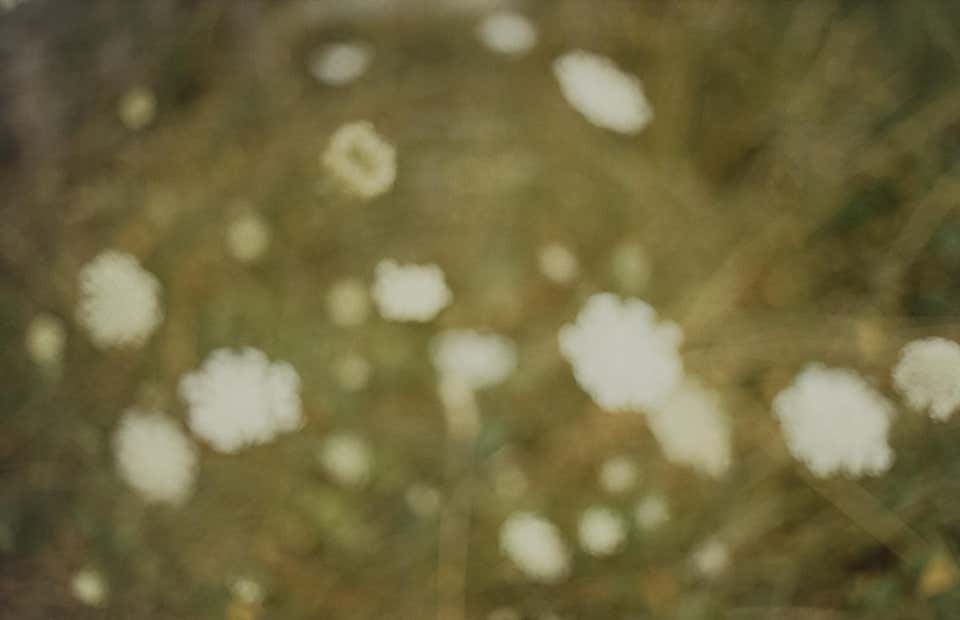 Wildflowers, Bovina