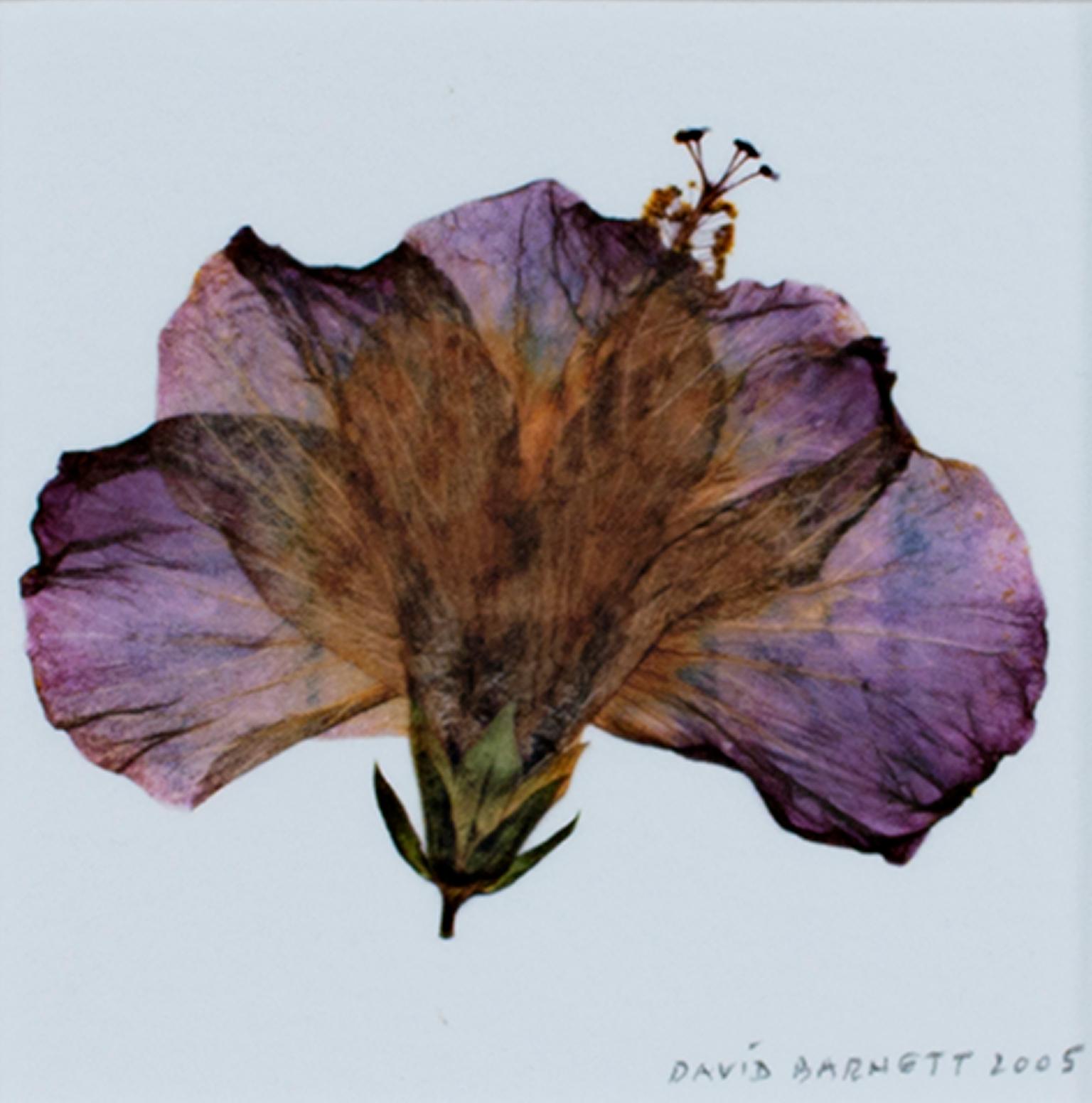 "Hybrid Hibiscus II" is an original fine art photograph by David Barnett, signed and dated in the lower right corner. The photo is printed as a giclee on archival paper and framed with all archival materials. The image is of a pressed purple