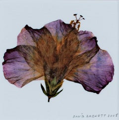 "Hybrid Hibiscus II, " Original Photograph Giclee Print signed by David Barnett