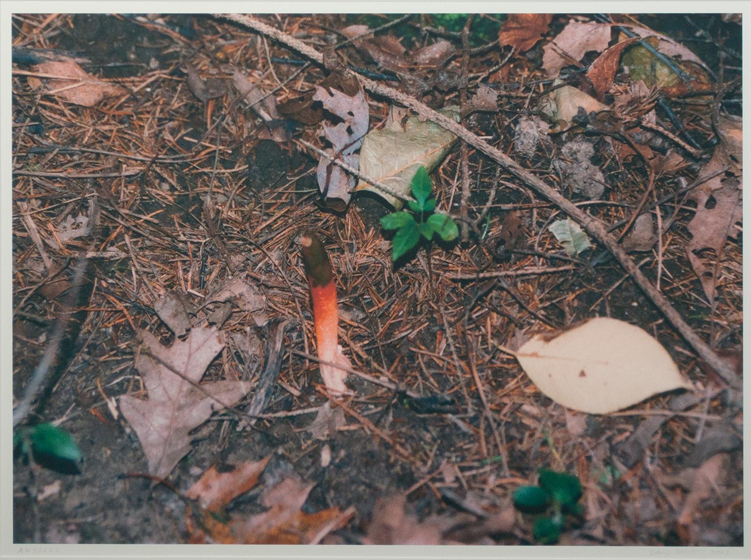 "Champignon magique à Monches" est une photographie d'art originale de David Barnett, prise avec un film 35 mm et imprimée en giclée sur papier aquarelle avec de l'encre d'archive. Il représente un sol forestier couvert d'aiguilles de pin et de