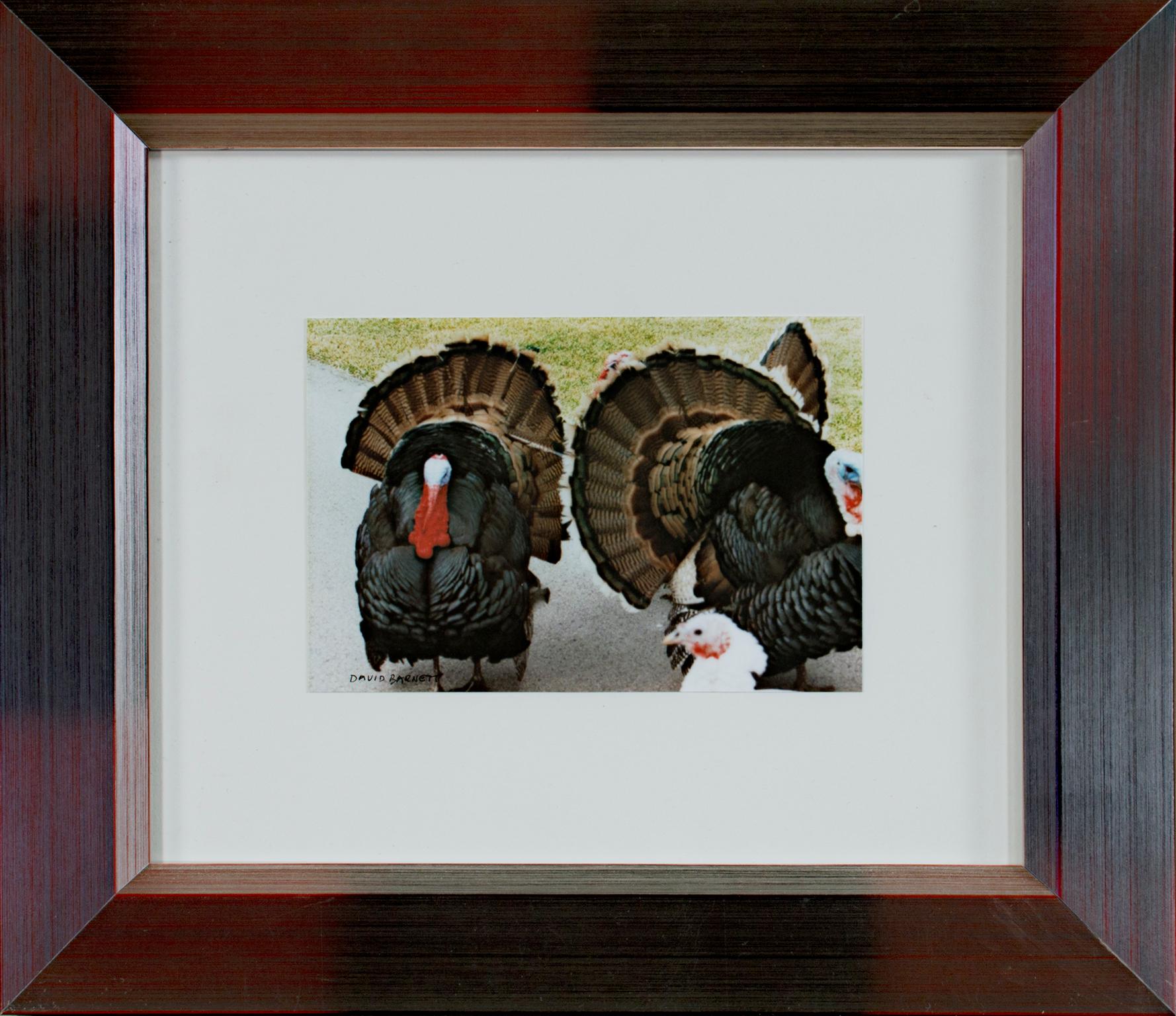 « The Three Musketters (Quadracci's Turkeys) », photographie de David Barnett en vente 3