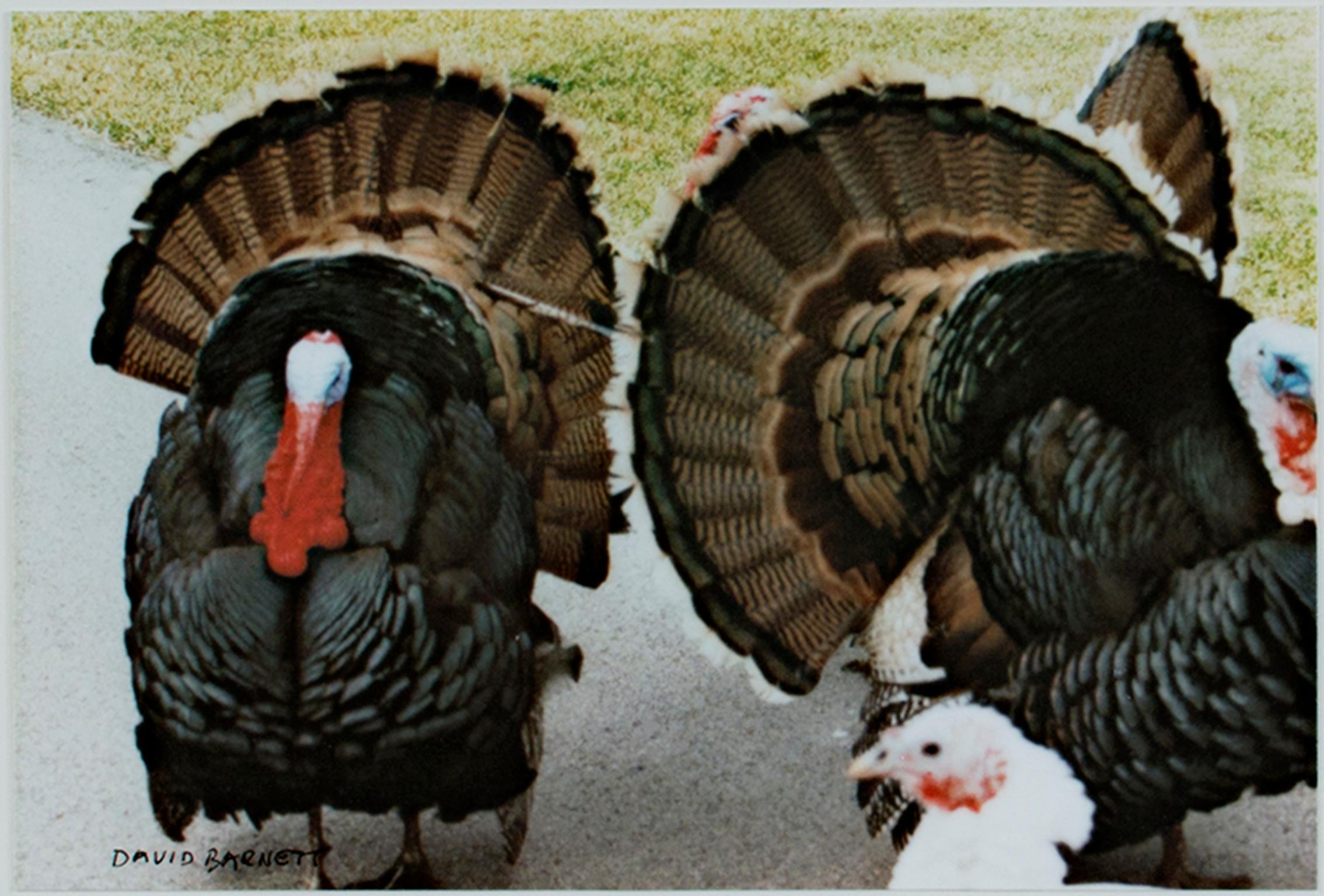 "The Three Musketeers (Quadracci's Turkeys)" est une photographie originale d'art de David Barnett, signée dans le coin inférieur gauche. La photo montre un troupeau de dindes sauvages qui flânent sur un sentier. Les mâles déploient les plumes de