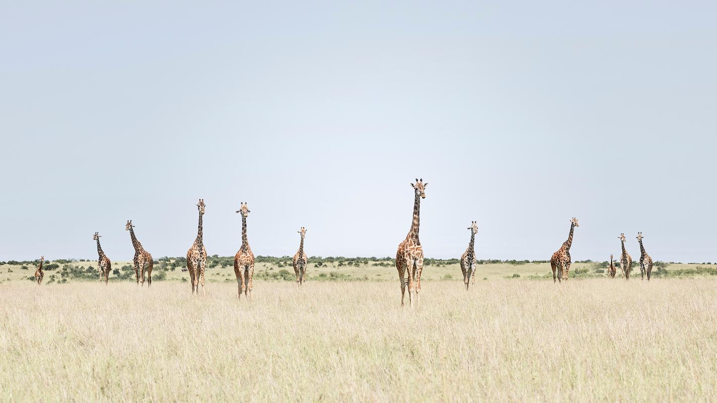 David Burdeny Landscape Photograph - 12 Giraffes, Maasai Mara, Kenya