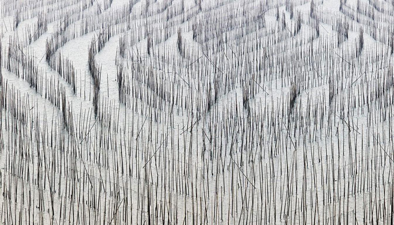 David Burdeny Landscape Photograph – Asiatisches Bambus, Fujian, China
