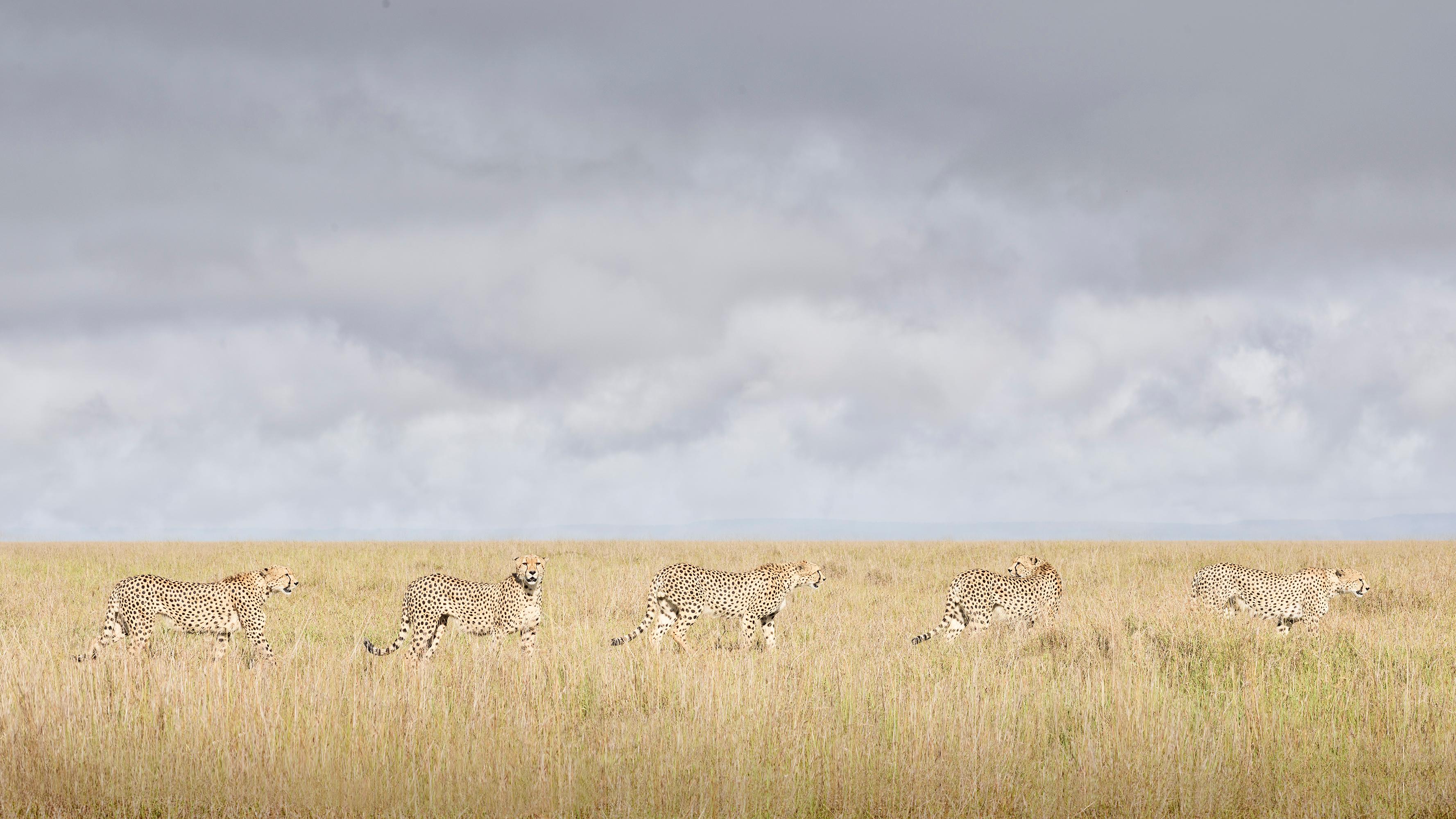 Cheetah-Koalition, Maasai Mara, Kenya