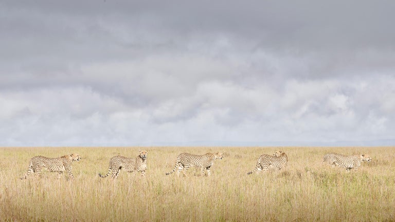 David Burdeny Color Photograph – Cheetah-Koalition, Maasai Mara, Kenya