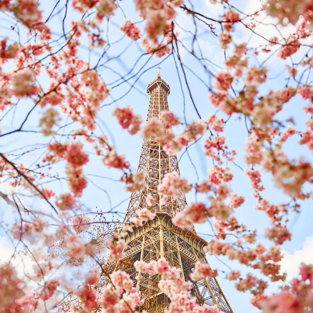 Cherry Blossoms, Champs de Mars, Paris, France