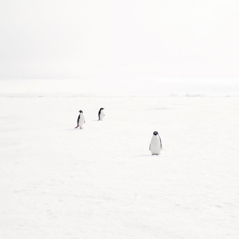 David Burdeny - Adeli Penguins on Fast Ice, Antarctica (32" x 32")