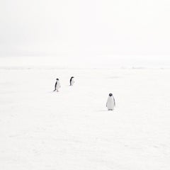 David Burdeny - Adeli Penguins on Fast Ice, Antarctica (32" x 32")