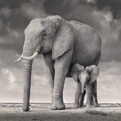 David Burdeny - Elephant mother and calf, Amboseli, Africa (BW Photograph)