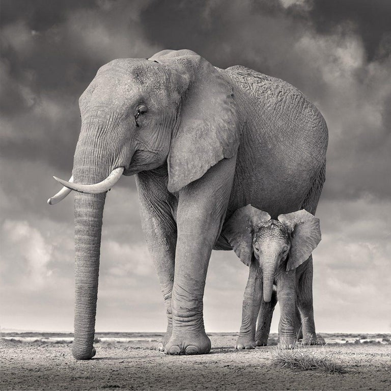 David Burdeny - Elephant mother and calf, Amboseli, Africa (BW Photograph)
Archival Pigment Print
Signature Label

