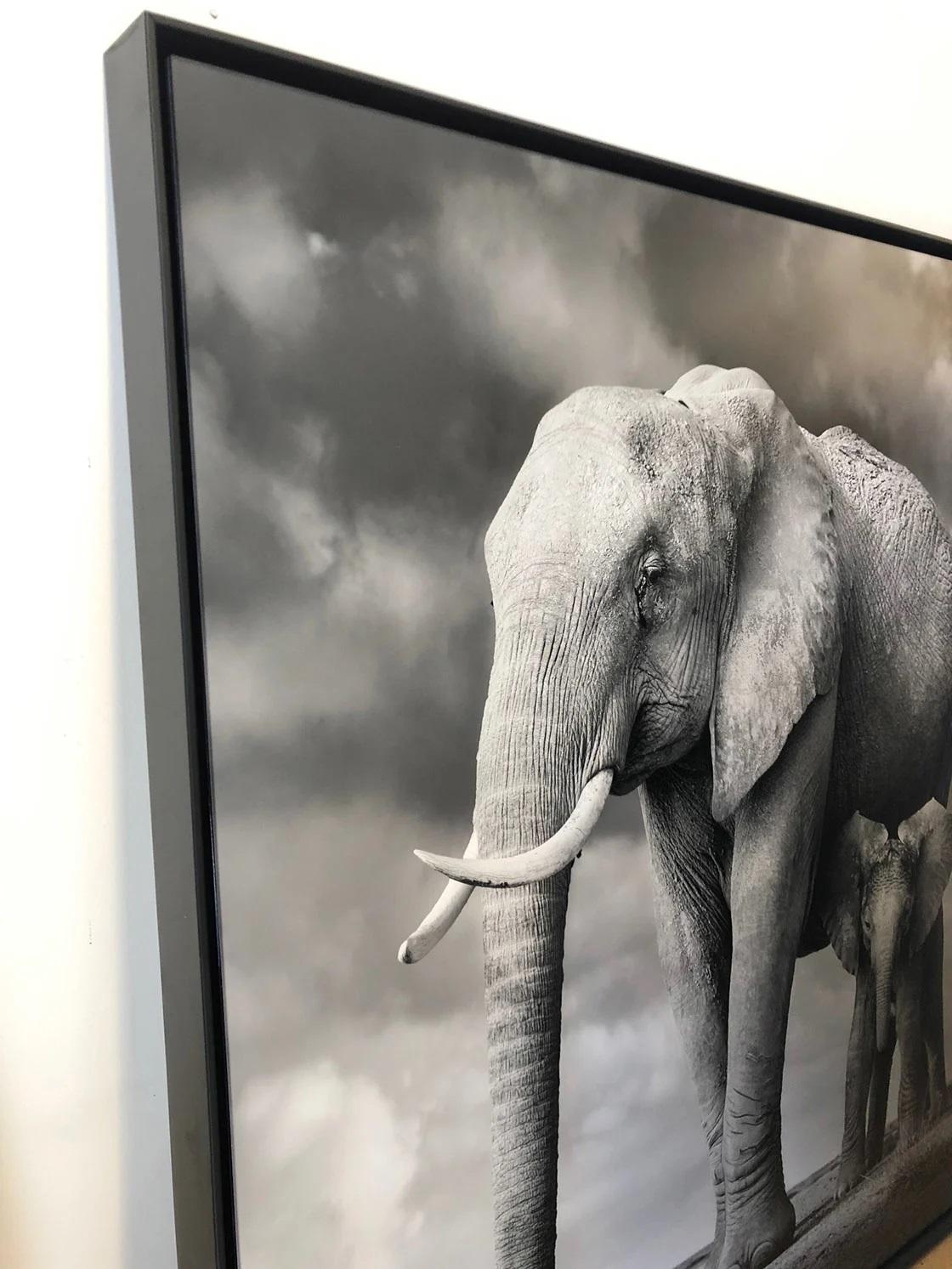 David Burdeny - Elephant Mother and Calf, Amboseli (Africa) For Sale 3