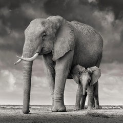 David Burdeny-Madre elefante y cría II, Amboseli, Kenia, 2018, Impresión posterior