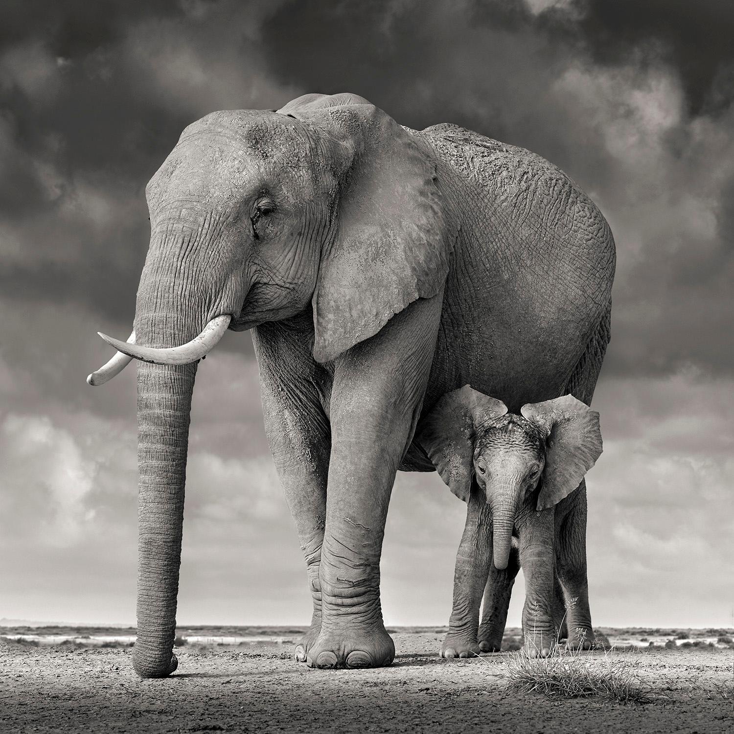 David Burdeny-Elefante Madre e Vitello II, Amboseli, Kenya, 2018, Stampato Dopo