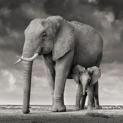 Mère et veau II de David Burdeny-Elephant, Amboseli, Kenya, 2018, imprimé d'après