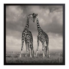 David Burdeny - Heads Together, Kenya, Africa (BW Photograph)
