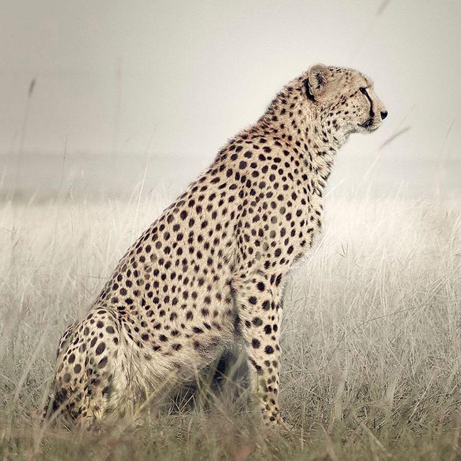 David Burdeny – Cheetah-Profil (Afrika)