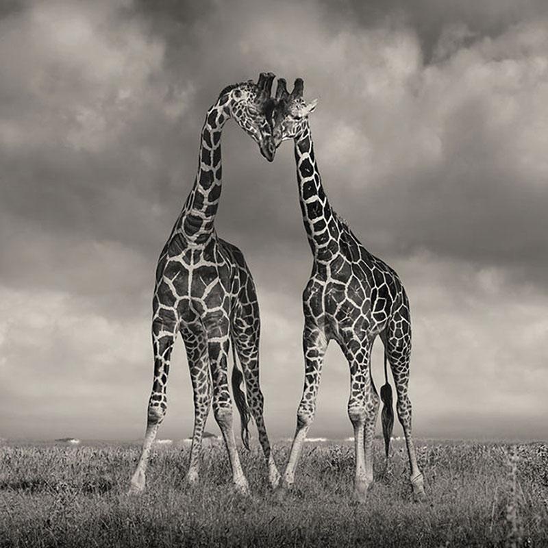 David Burdeny - Heads Together, Kenya, Africa (BW Photograph)