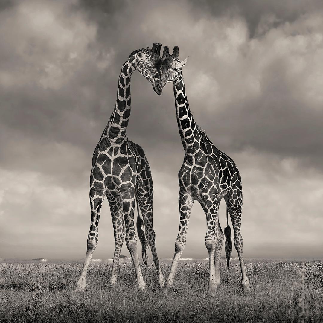 David Burdeny - Heads Together, Solio. Kenya, Photography 2018, Printed After