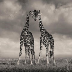 David Burdeny - Heads Together, Solio. Kenya, Fotografie 2018, Druck nach Kenia