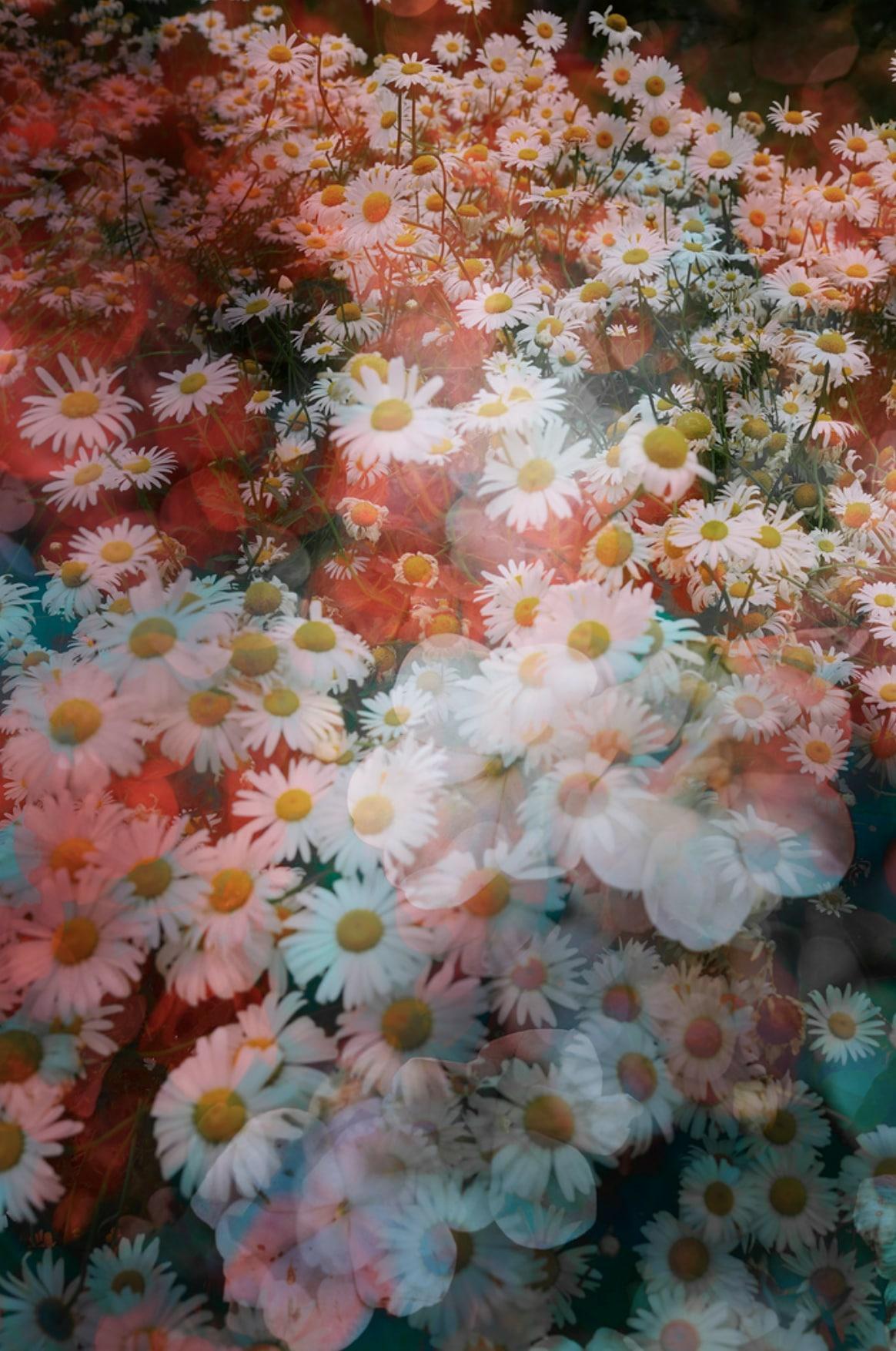David Burdeny - In Bloom 02, Shanghai, Chine, photographie 2019, imprimée d'après