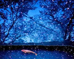 David Burdeny - Koi Fish and Sakura Blossom, Kyoto Japan, 2019, Printed After
