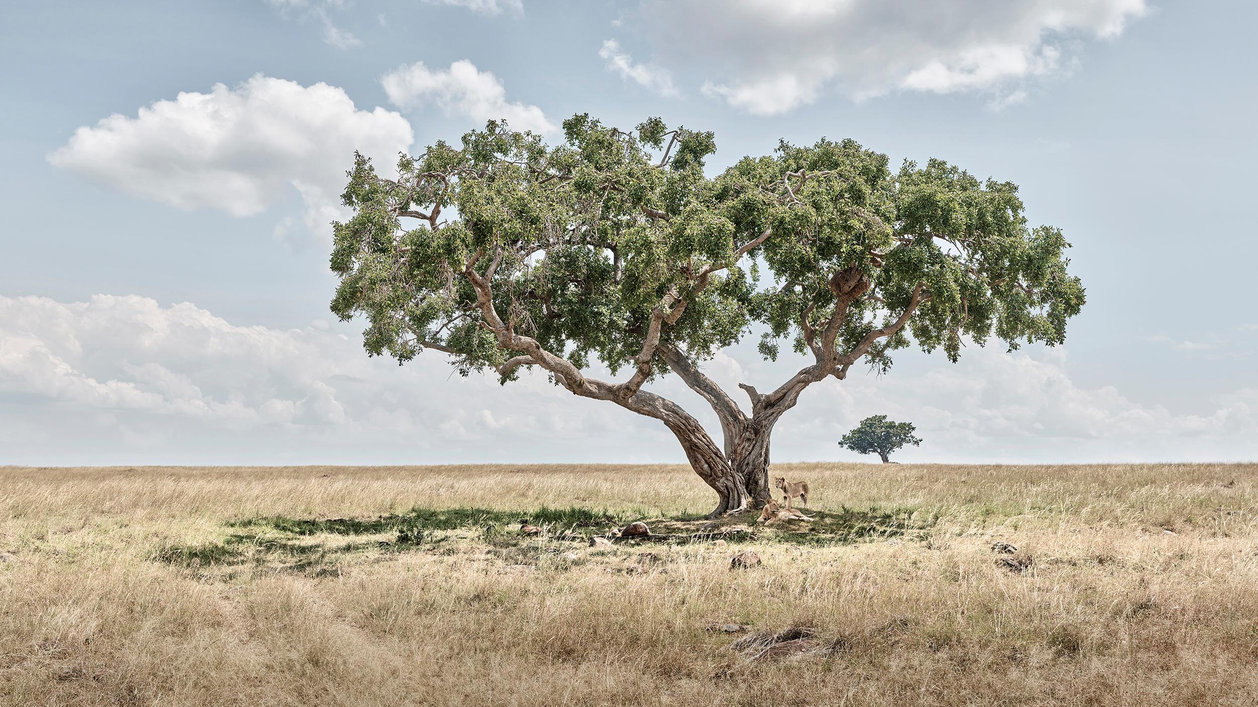 David Burdeny - Lion Cubs Under Acacia Tree, Maasai Mara, 2018, Printed After