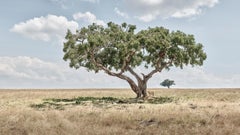 David Burdeny – Löwenschnitt unter Acacia-Baum, Maasai Mara, 2018, Nachdruck