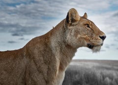 David Burdeny - Lioness Profile, Serengeti, Tanzania, 2019, Printed After