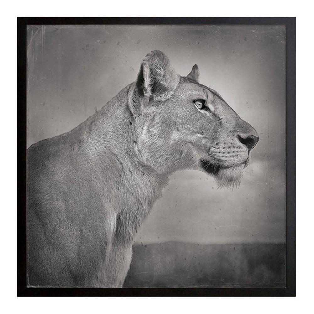David Burdeny - Lioness Profile, Serengeti, Tanzania, Africa (BW Photograph)  For Sale 2