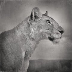 David Burdeny – Löwenprofil, Serengeti, Tansania, Afrika (BW-Fotografie) 