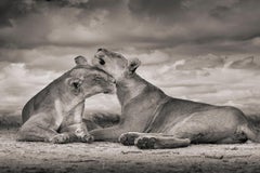 David Burdeny - One Love, Serengeti, Afrique, Photographie 2018, Imprimé après