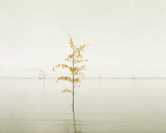 David Burdeny - Orange Leaves, Ariake Sea, Japan, 2010, Printed After