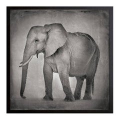 David Burdeny - Resting Elephant, Amboseli, Kenya, Africa (BW Photograph)