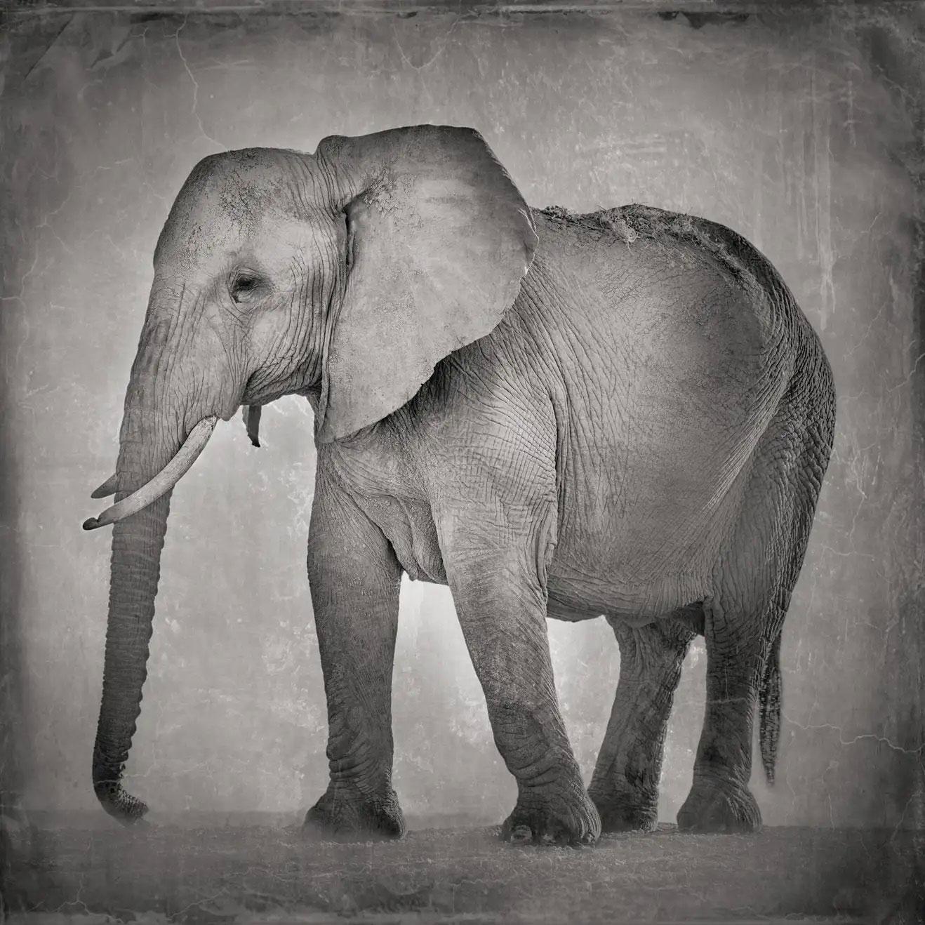 David Burdeny – ruhender Elefant, Amboseli, Kenia, Afrika (BW-Fotografie) 