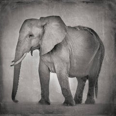 David Burdeny - Elefante descansando, Amboseli, Kenia, África (Fotografía BW)