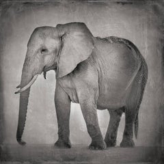 David Burdeny – ruhender Elefant, Amboseli, Kenia, Afrika (BW-Fotografie) 