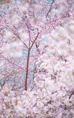 David Burdeny - Sakura 3, Kyoto, Japan, Photography 2019, Printed After