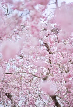 David Burdeny - Sakura 4, Kyoto, Japon, photographie 2019, imprimée d'après
