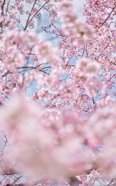 David Burdeny - Sakura 6, Kyoto, Japan, Photography 2019, Printed After