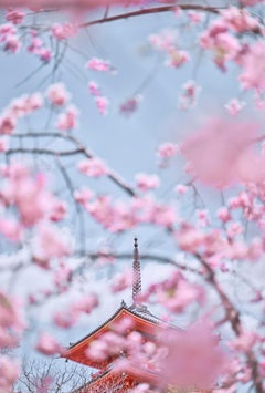 David Burdeny - Sakura 7, Kioto, Japón, Fotografía 2019, Impresión posterior