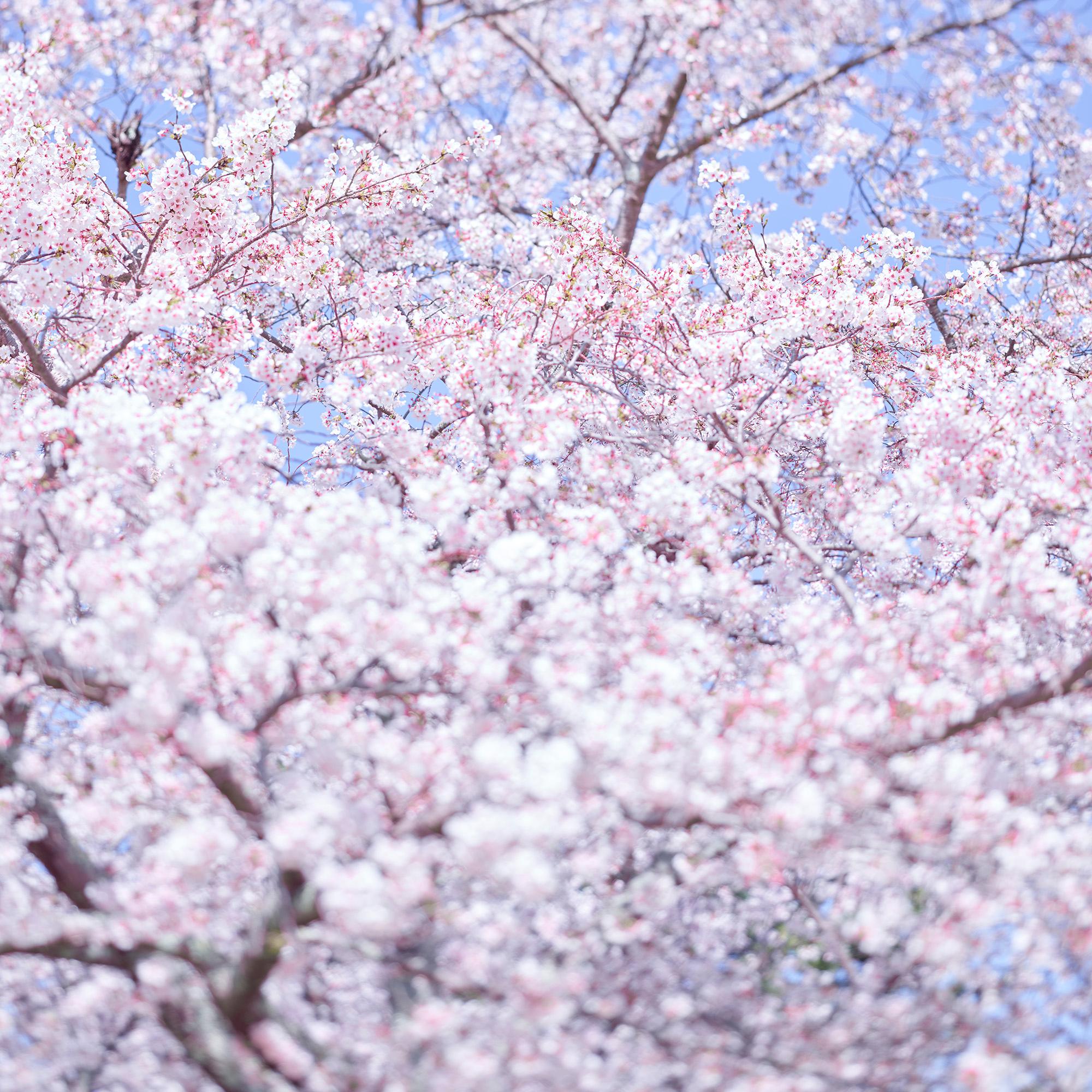 David Burdeny - Sakura 8, Kyoto, Japan, Photography 2019, Printed After